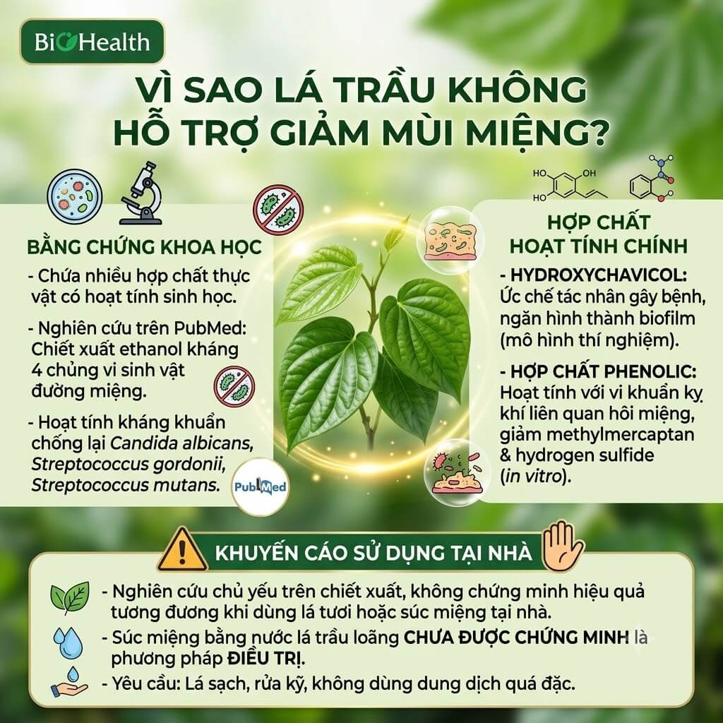 Vì sao lá trầu không được cho là có thể hỗ trợ giảm mùi?